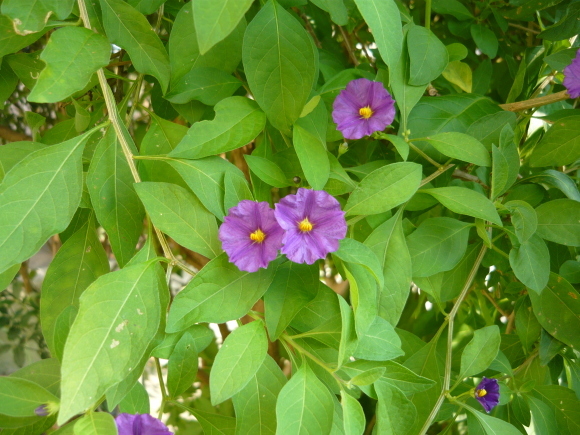 a0139007_17454375.jpg