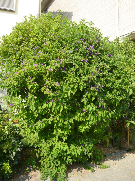 a0139007_17480297.jpg