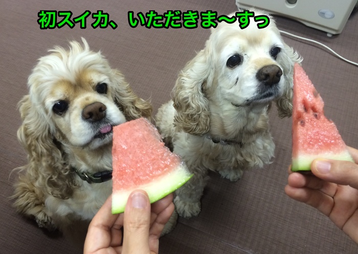 にほんブログ村 犬ブログ アメリカンコッカースパニエルへ