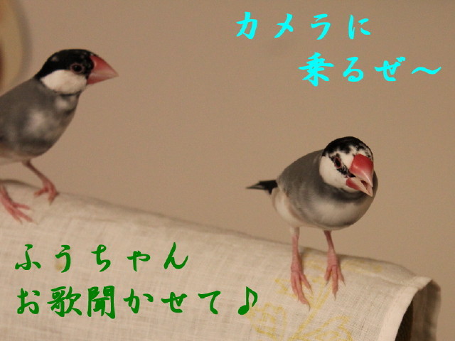 c0365734_22044499.jpg