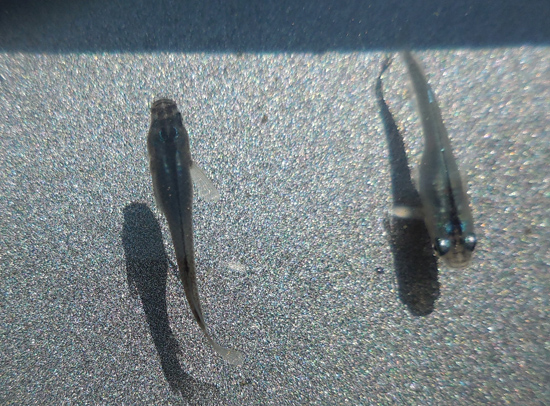 e0097534_18145891.jpg