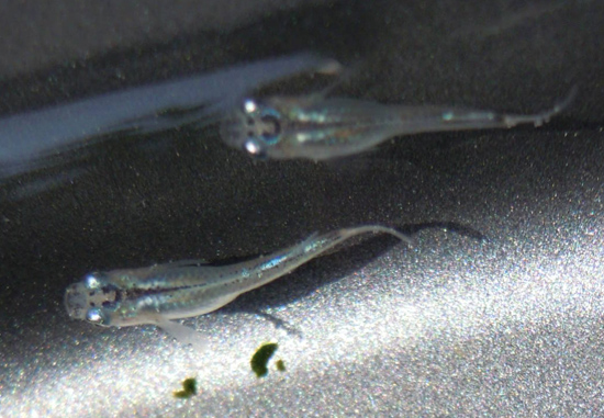 e0097534_1885995.jpg
