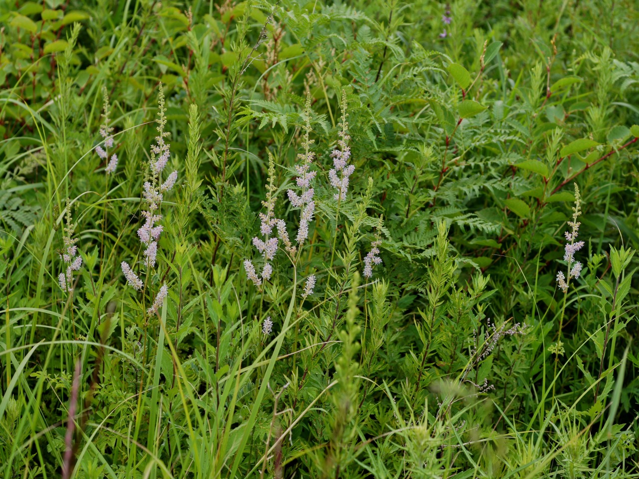 c0008948_125081.jpg