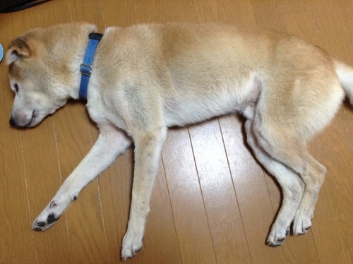 c0123890_2022529.jpg