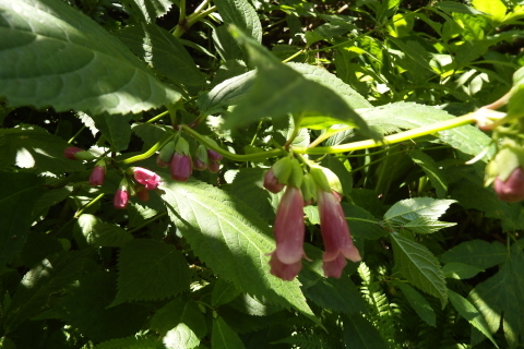 f0118332_00242474.jpg