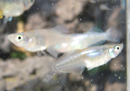 e0097534_20102350.jpg