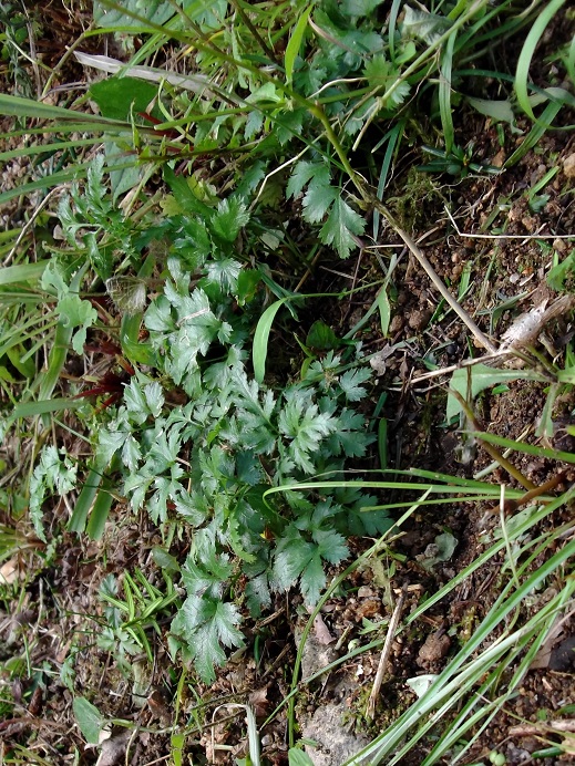 e0193247_20411899.jpg