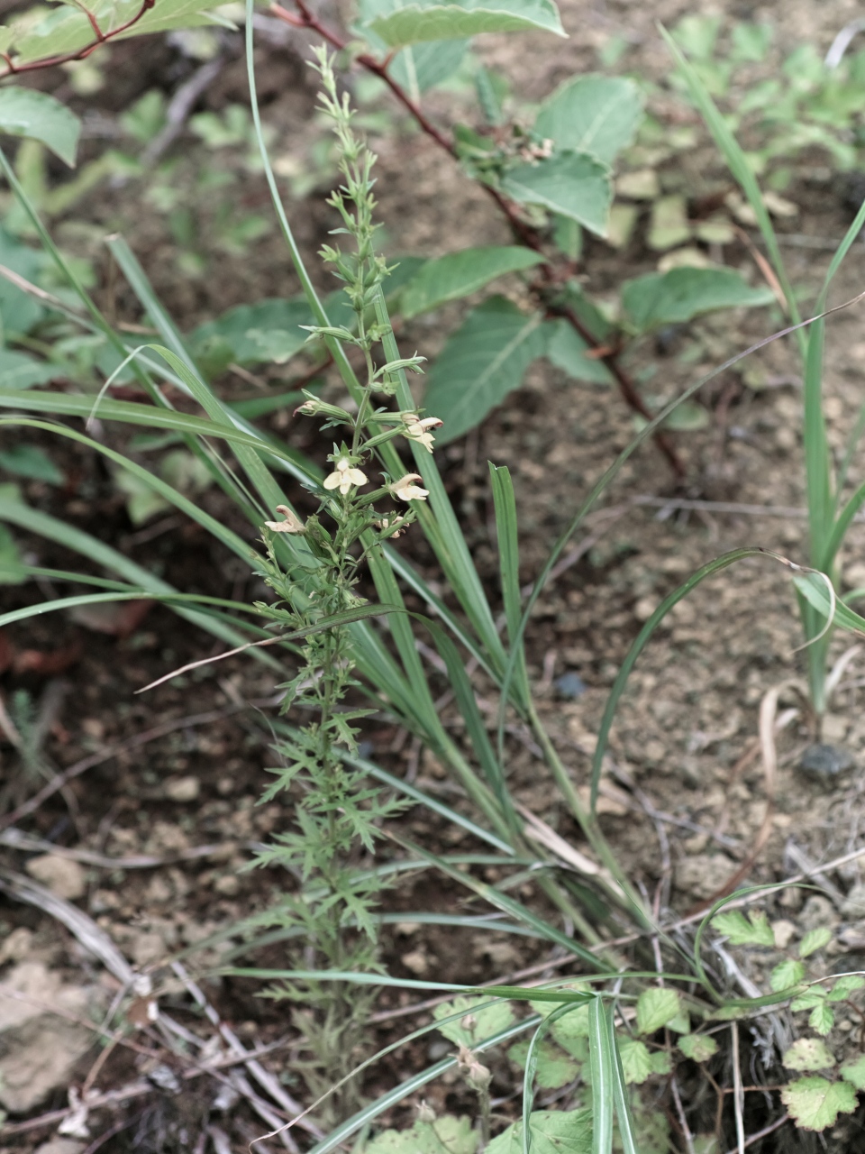 c0008948_7261046.jpg