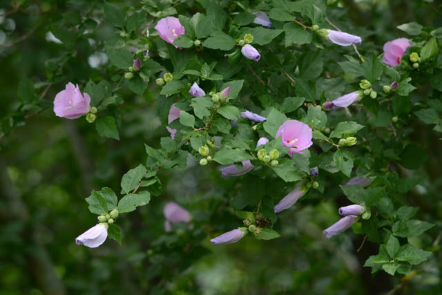 a0324049_17372968.jpg