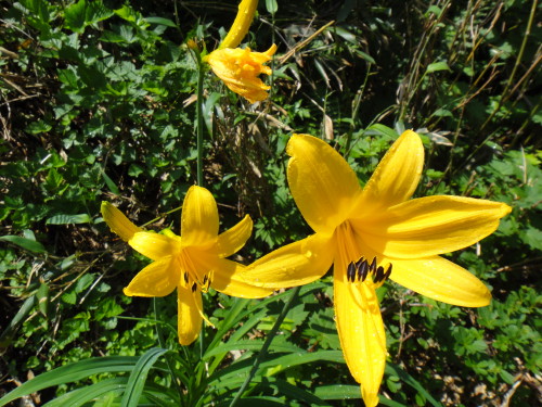 c0179351_9294127.jpg