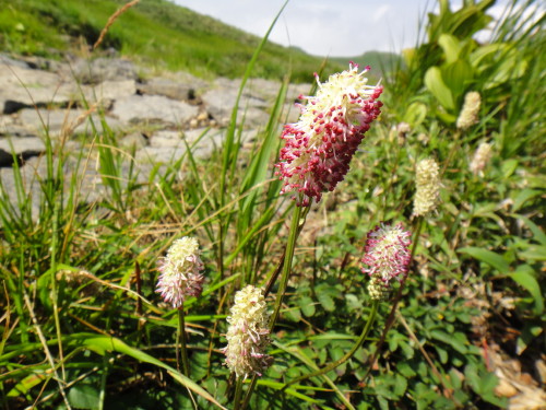 c0179351_9353918.jpg