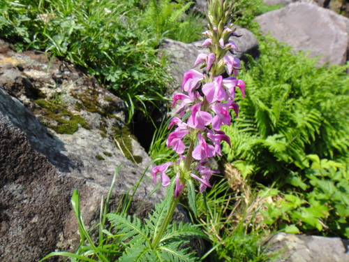 c0179351_935759.jpg