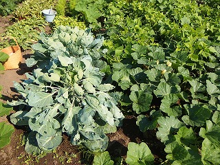 e0004756_2224835.jpg