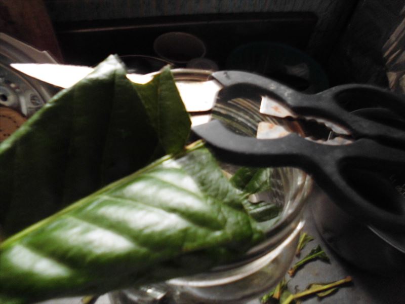 c0108198_15463732.jpg