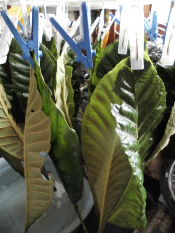 c0108198_1546853.jpg