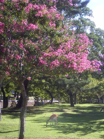 a0100742_945442.jpg