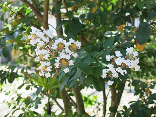 e0130185_11132245.jpg