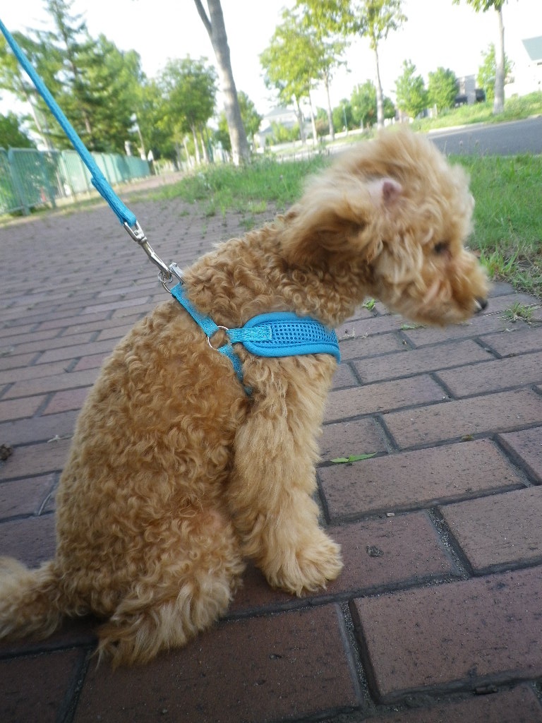 e0052716_10228100.jpg