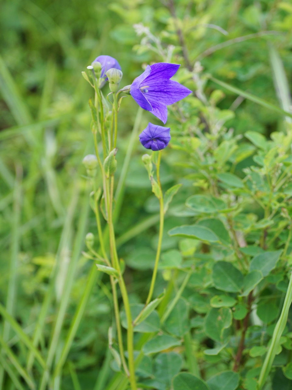 c0008948_16173248.jpg