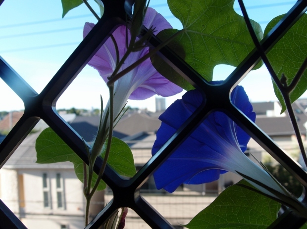 c0354352_21501533.jpg