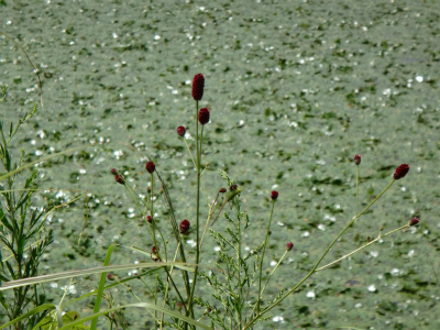 d0182075_4342883.jpg