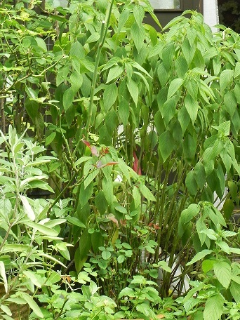 c0152002_17430501.jpg