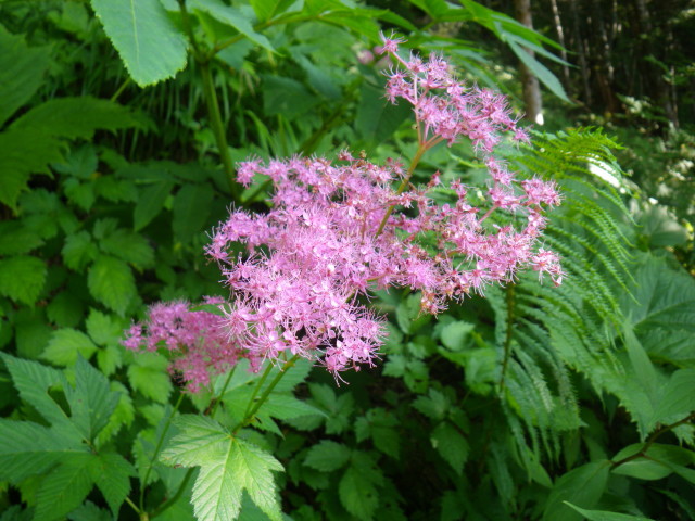 d0006512_16564889.jpg