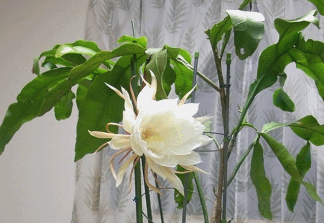 e0350415_12134510.gif