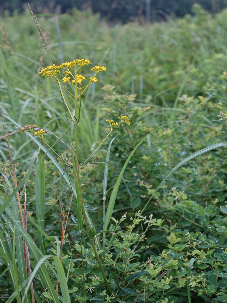 c0008948_9122830.jpg