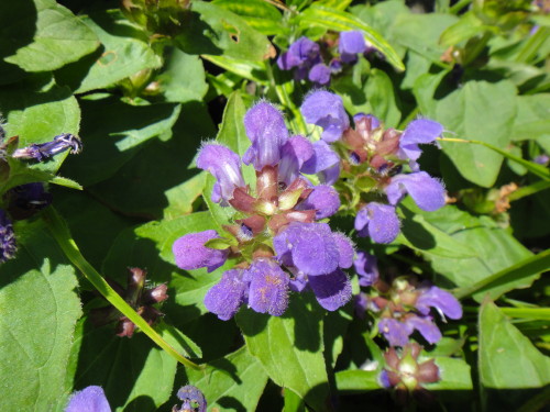 c0179351_118393.jpg