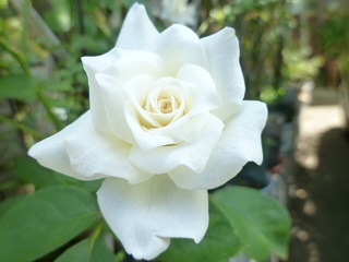 c0141555_1855260.jpg