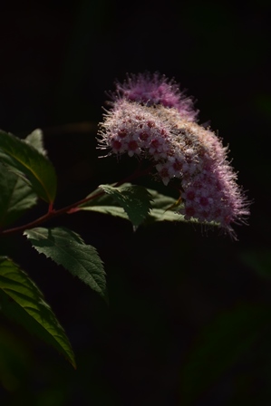 f0342371_1817417.jpg