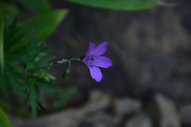 f0342371_18213241.jpg