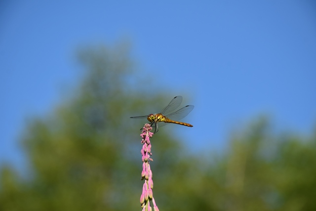 f0342371_18232423.jpg