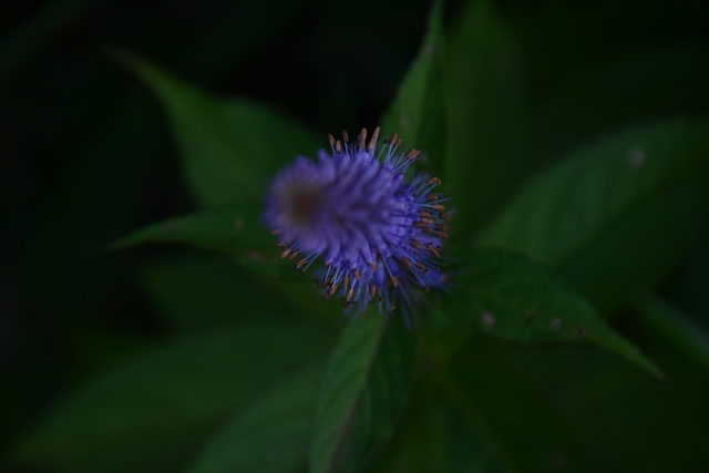 f0342371_1823533.jpg