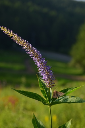 f0342371_1824103.jpg