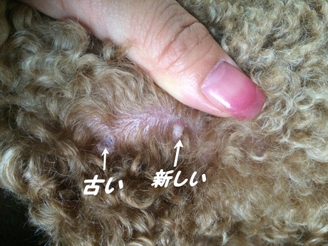c0283778_1416615.jpg