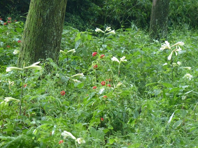 f0357487_2375028.jpg