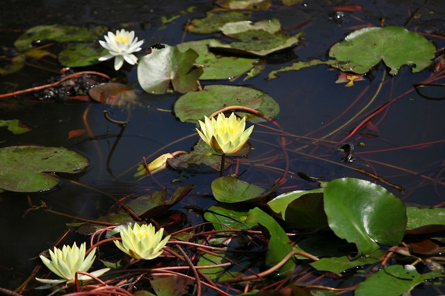 a0242438_18302313.jpg