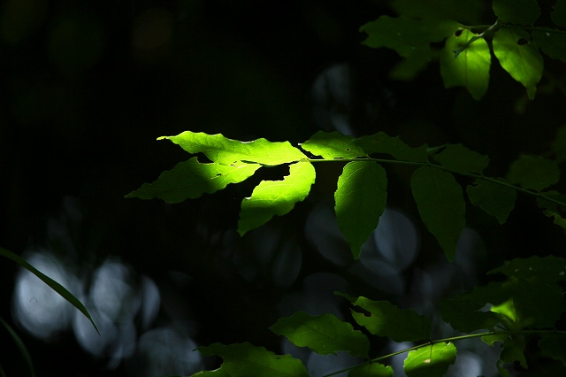 a0242438_1830491.jpg