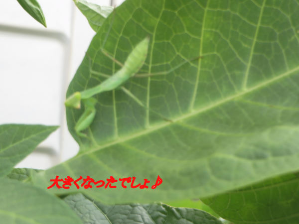 a0149240_10353121.jpg