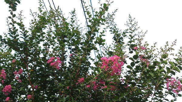 e0305733_9342624.jpg