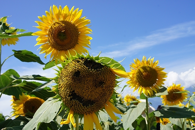 e0177271_09012991.jpg