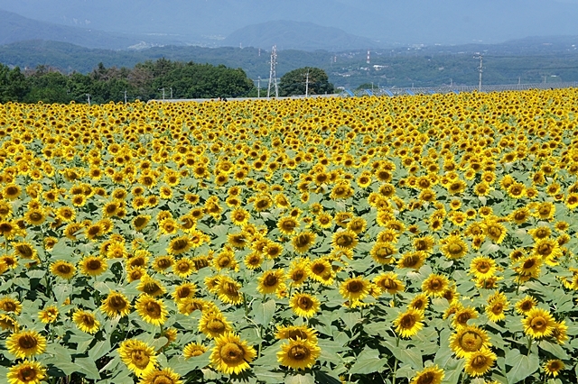 e0177271_09021766.jpg