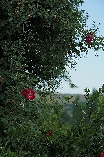 e0209997_1615269.jpg