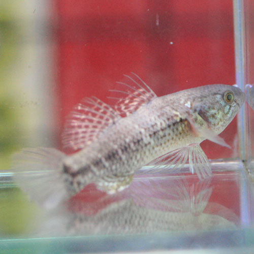 c0165800_2011690.jpg