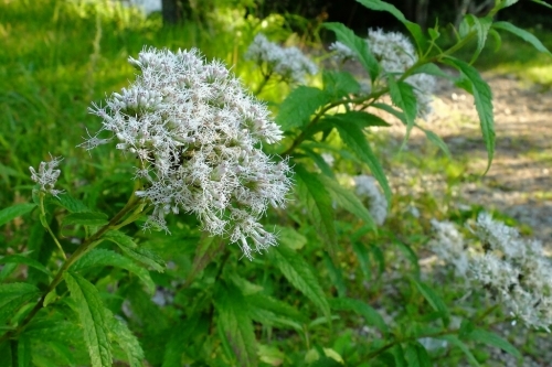 e0304001_19075805.jpg