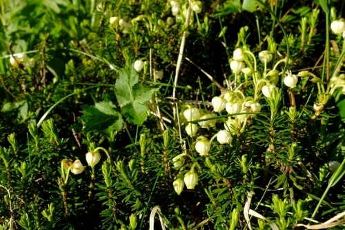 e0304001_21405862.jpg