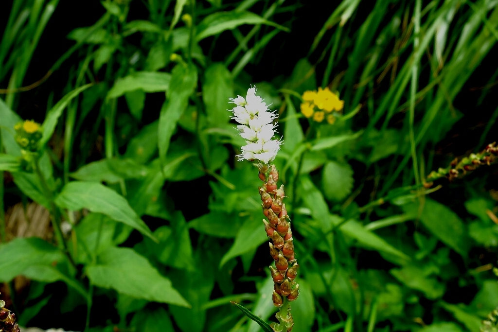 e0304001_21552718.jpg