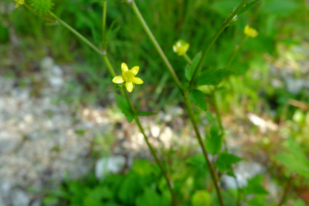 e0304001_22022610.jpg
